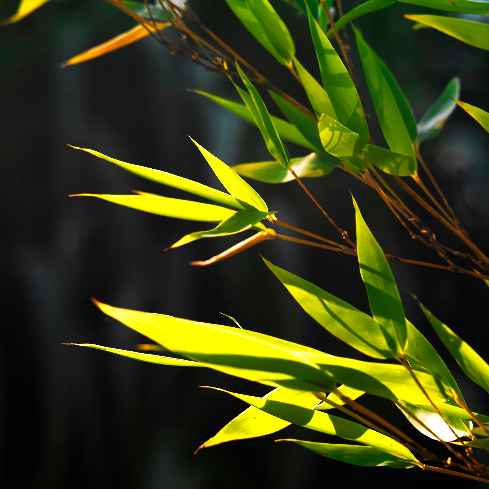 Flowers, Trees and Plants