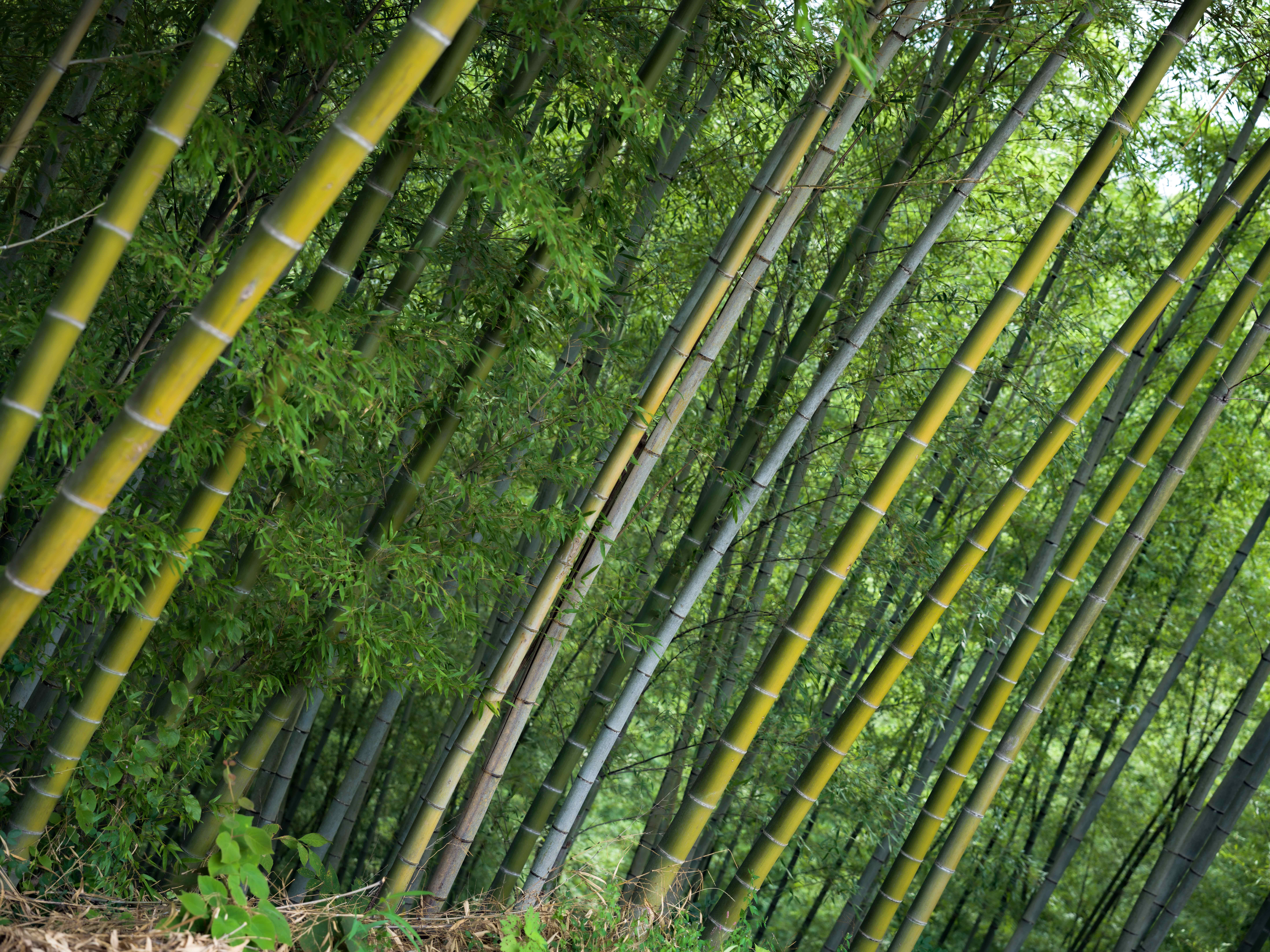 Yellow 08