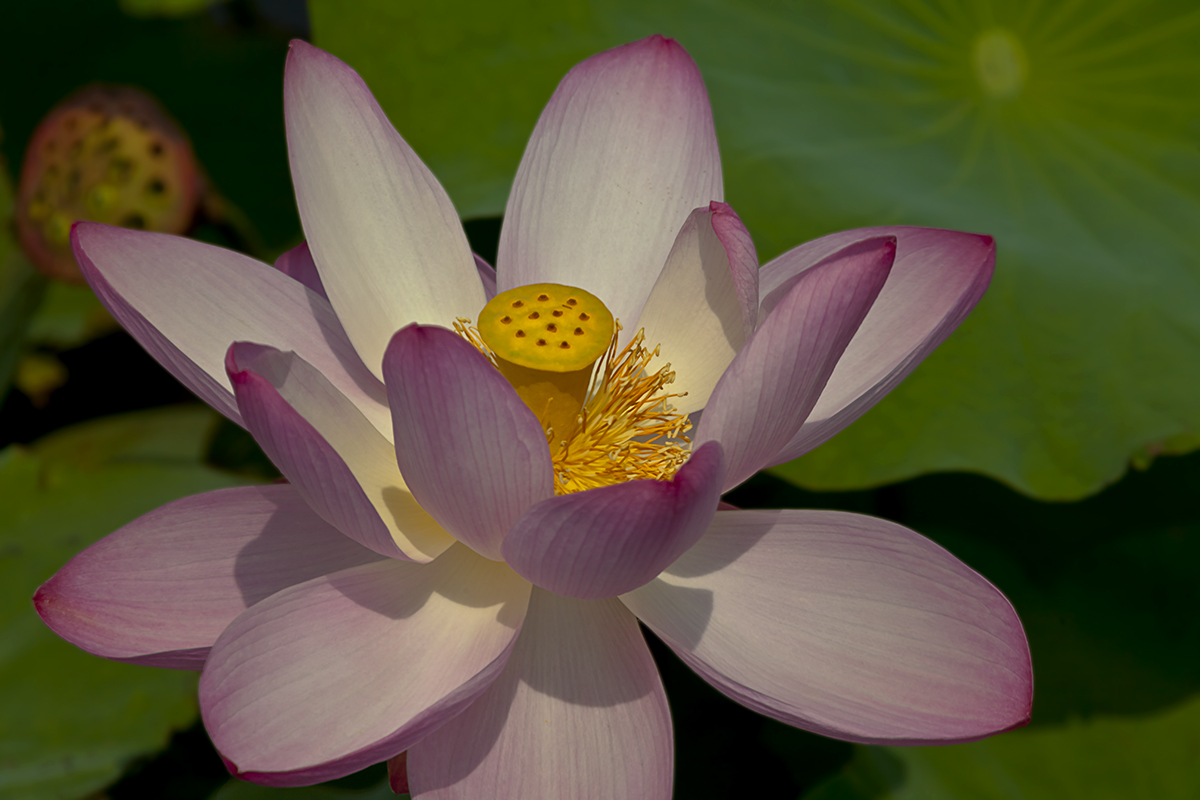 Lotus